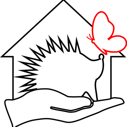 Hérisson blessé ou malade